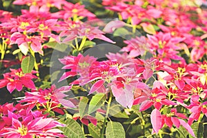 Pink poinsettia in the garden background - Poinsettia Christmas traditional flower decorations Merry Christmas