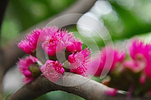 Pink pollen of Rose apple flower blossom