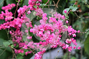 pink Polygonaceae flower