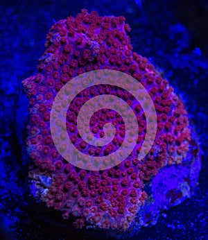 Pink polyp coral abstract
