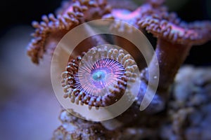 Pink polyp zoanthus coral