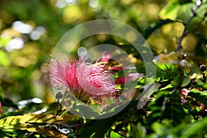 Pink pom pom flower head of the Powder Puff Plant Calliandra haematocephala, family Fabaceae