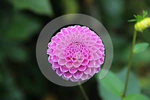 Pink Pompom Dahlia