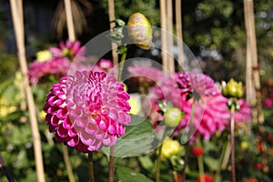 Pink pompom dahlia flowers