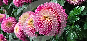 Pink pompons chrysanthemum