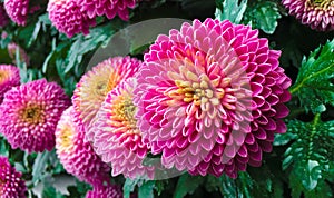 Pink pompons chrysanthemum