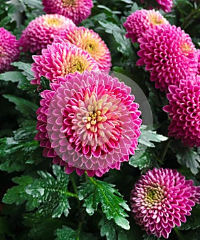 Pink pompons chrysanthemum photo