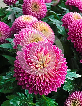 Pink pompons chrysanthemum photo