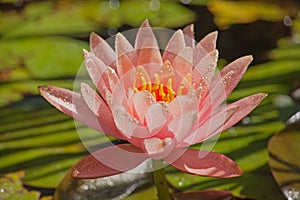 Pink Pond Lily Nymphaea caerulea 13890