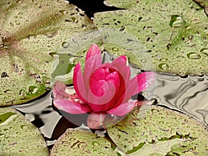 Pink pond lily with raindrops photo