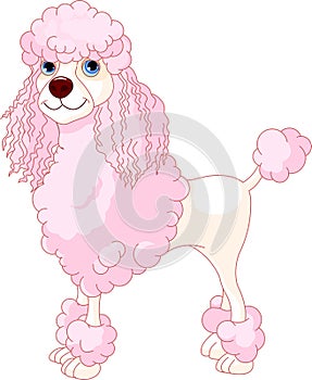 Pink Poodle photo