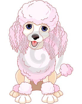 Pink poodle