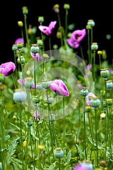 Pink poppies