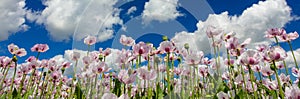 Pink Poppies Flowers in a Field WIth Blue Sky and White Clouds Panorama