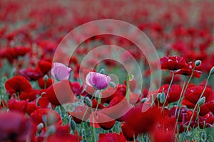 Pink poppies at sunset in the field