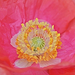 Close up of a beautiful pink Poppy blossom