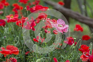 Pink Poppy in a Field of Red Poppies