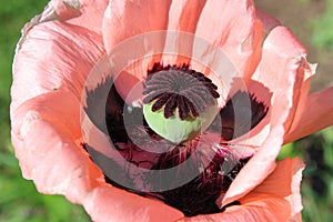 Pink poppy flower