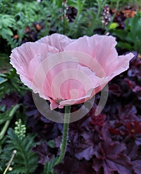 Pink poppy flower. Blooming poppy in summer