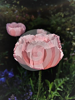 Pink poppy flower. Blooming poppy in summer