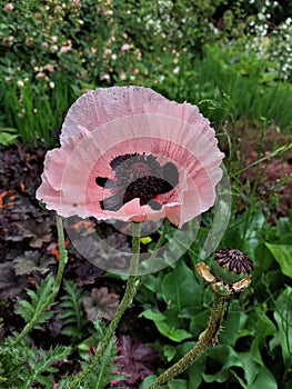 Pink poppy flower. Blooming poppy in summer