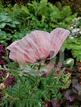 Pink poppy flower. Blooming poppy in summer