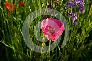 Pink poppy flower in a flower meadow