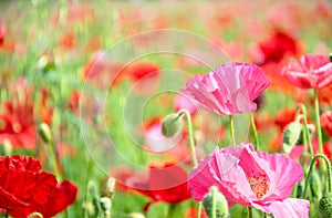 Pink poppy flower in garden