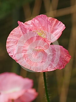 Pink Poppy Flower on Green Stem