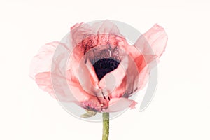 Pink Poppy Flower - Isolated on White