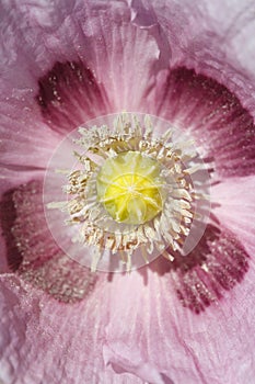 Pink poppy flower. macro vertical.