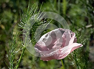 Pink poppy - green leaves