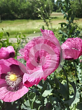 Pink poppy in sunlight on green grass background