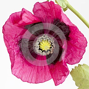 Pink poppy on white background