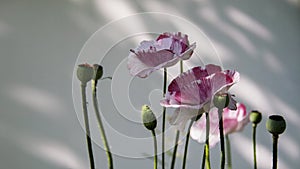 Pink poppy on a white background.A rare color of a blooming poppy.