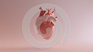 Pink Porcelain Anatomical Heart photo