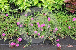 Pink portulaca flower blooming in garden. Common Purslane