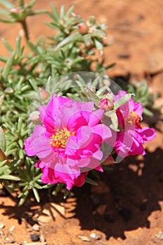 Pink Portulaca Grandiflora Flowers