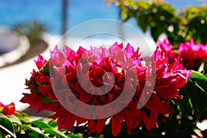 Pink posy in Puerto del Carmen