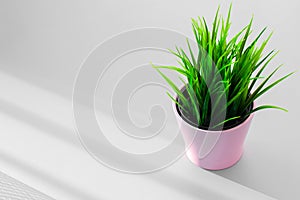 Pink pot with green juicy grass on the gray background