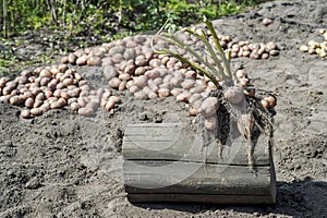 Pink potato Bush irregular shape on the background of the harvest. Copy space