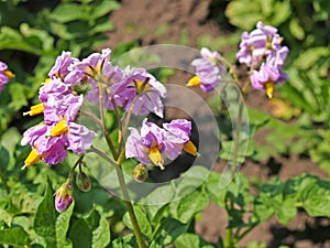 Pink potato flowers Solanum tuberosum L