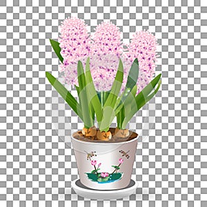 Pink potted hyacinth grows from a bulb in the soil isolated on a transparent background a spring flower vector illustration