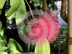 Pink Powder Puff Calliandra emarginata or Calliandra tergemina var. emarginata, Inga emarginata, Powderpuff, Dwarf Powder Puff