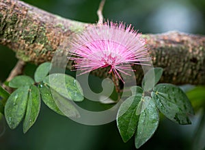 Pink Powder Puff Tree