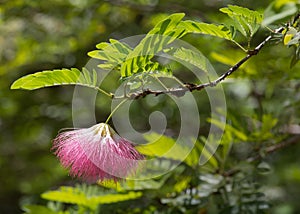 Pink Powderpuff Blossom