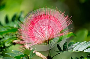 Pink Powderpuff Flower in Full Bloom