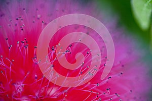 Pink Powderpuff Macro