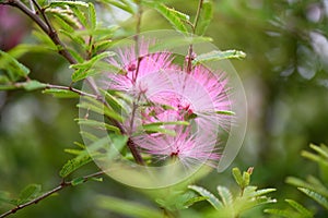 Pink Powderpuff Plant Calliandra surinamensis, branch with pink flowers