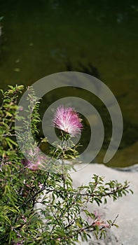 Pink Powderpuff Plant In A Park